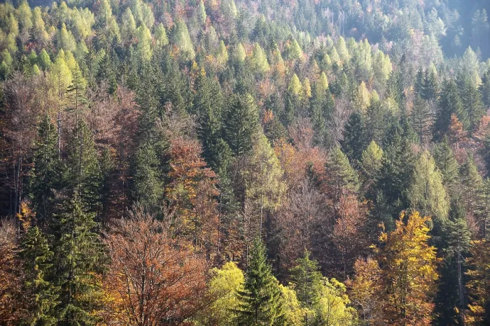 Framed Print : Scenic autumn forest at Crystal Lake in the Julian Alps Framed Print : Scenic autumn forest at Crystal Lake in the Julian Alps