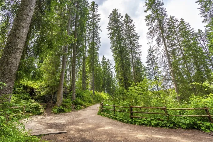 Framed Print : Scenic hiking trail leading into a dense
