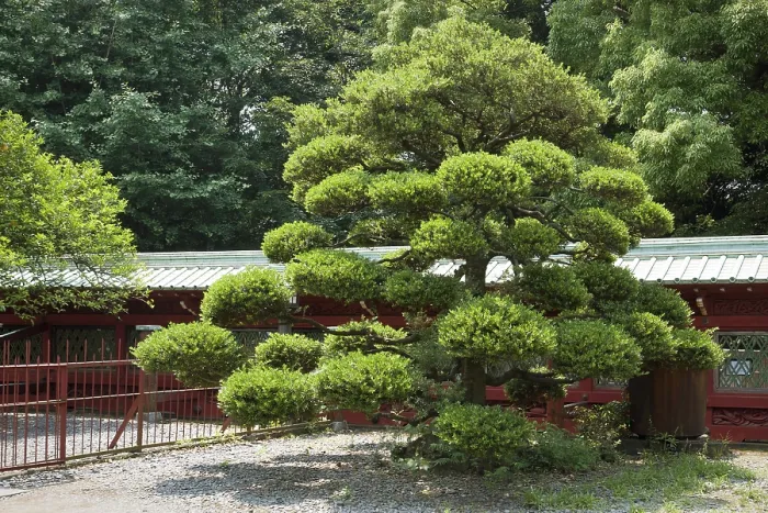 Framed Print : Scenic Japanese pine tree on the temple yard