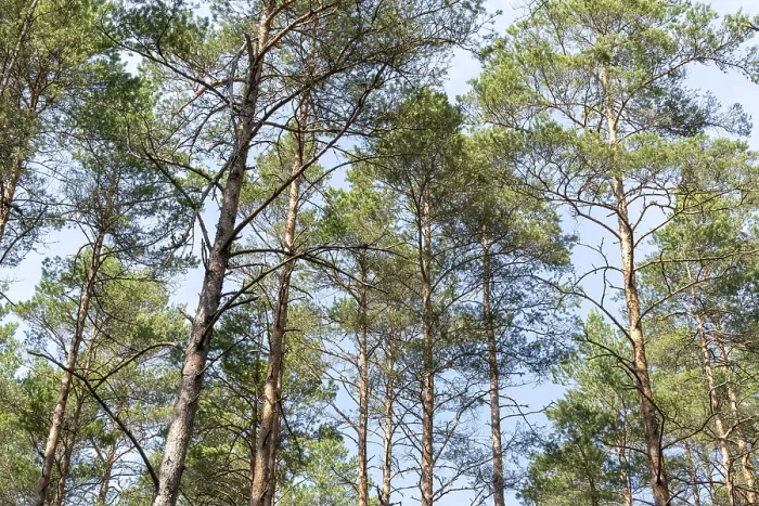 Framed Print : Scenic view of very big and tall pine trees in the forest when looking up Framed Print : Scenic view of very big and tall pine trees in the forest when looking up