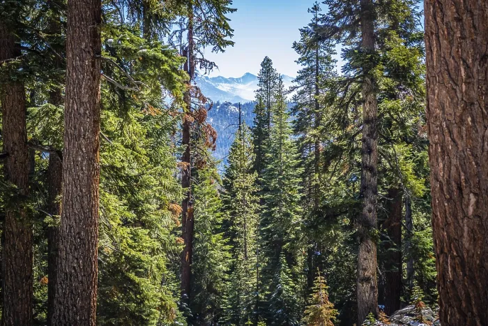 Framed Print : Scenic view of the nature at Tuolumne Grove Trailhead in Yosemite National Park