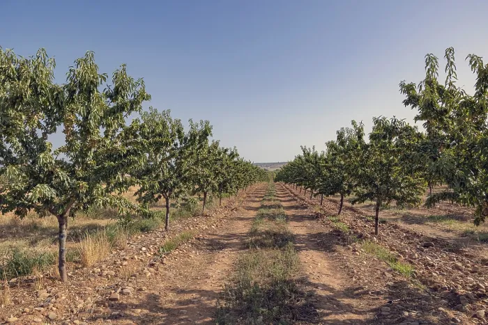 Framed Print : A scenic view of a neatly organized almond orchard with trees in rows under a clear blue sky