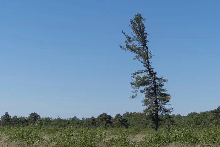 Framed Print : Scenic view of a solitary pine tree rising against a clear blue sky