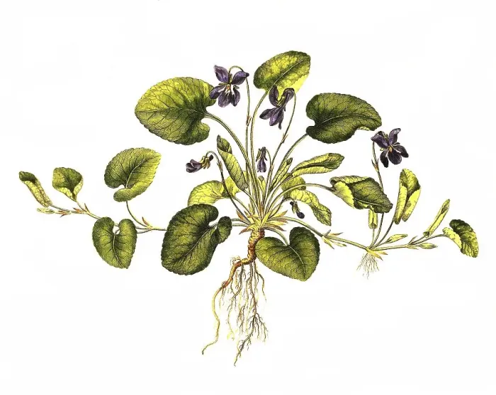 Framed Print : Scented violet, Viola odorata, also known as March violet or fragrant violet Framed Print : Scented violet, Viola odorata, also known as March violet or fragrant violet