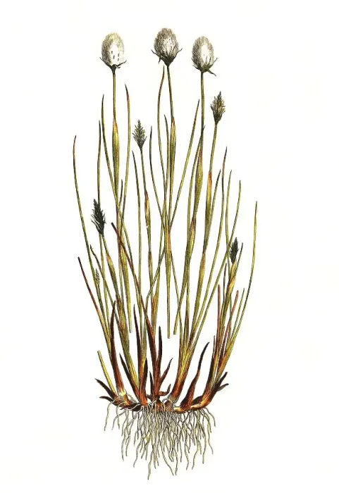 Framed Print : Scheiden-Wollgras, also Moor Woolly Grass
