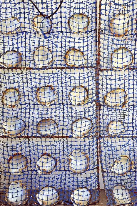 Framed Print : Schematic arrangement of pearl oyster shells with nacre on the inside of the shell