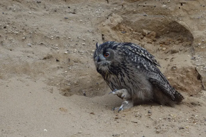 Framed Print : Schmidtchen Schleicher... European Eagle Owl (Bubo bubo)