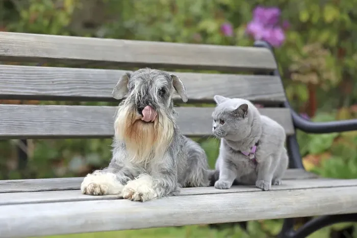 Framed Print : Schnauzer with Carthusian cat Framed Print : Schnauzer with Carthusian cat