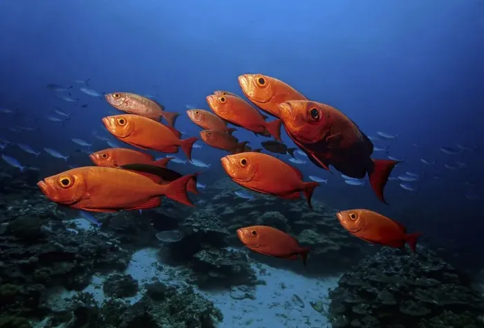 Framed Print : School of big-eye perches (Priacanthus hamrur) in a coral reef