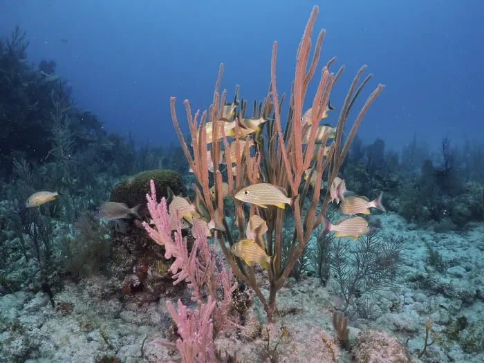 Framed Print : A school of bluestriped grunts (Haemulon sciurus) swimming among colourful corals