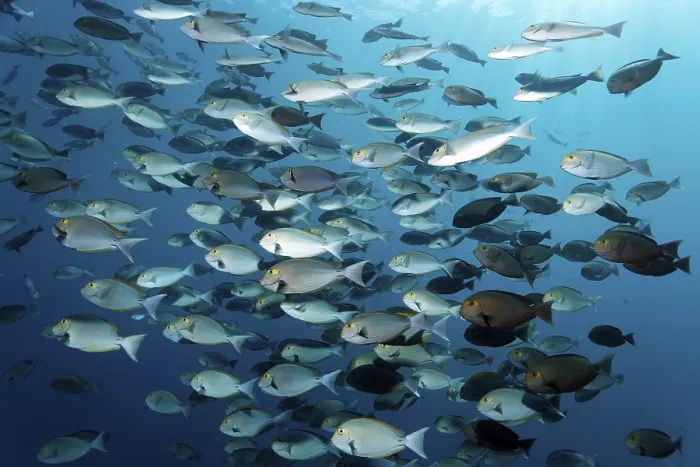 Framed Print : School of Elongate Surgeonfish (Acanthurus mata)