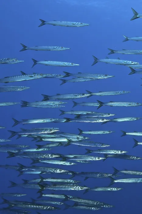 Framed Print : School of European barracuda (Sphyraena sphyraena)