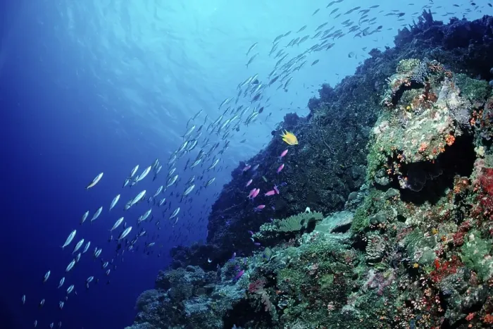 Framed Print : School of fish on coral reef, Palau