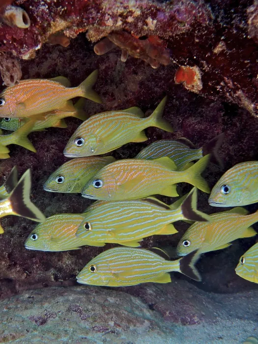 Framed Print : School of fish, group of bluestriped grunt (Haemulon sciurus) and French grunts (Haemulon flavolineatum)