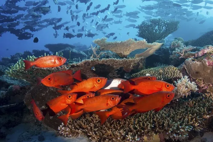 Framed Print : School of Lunar-tailed Bigeye or Moontail Bullseye (Priacanthus hamrur) in a coral reef