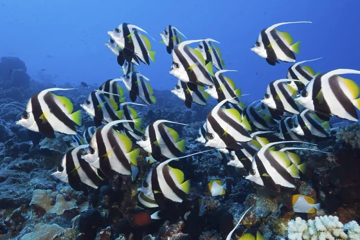 Framed Print : School of Pennant coralfish, Heniochus acuminatus