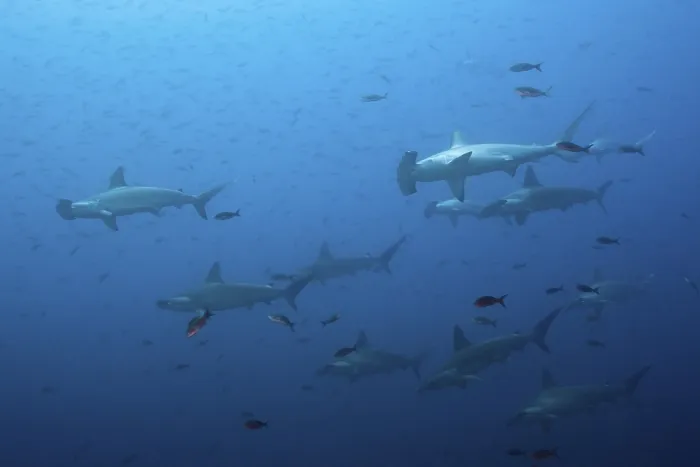 Framed Print : School of scalloped hammerhead sharks