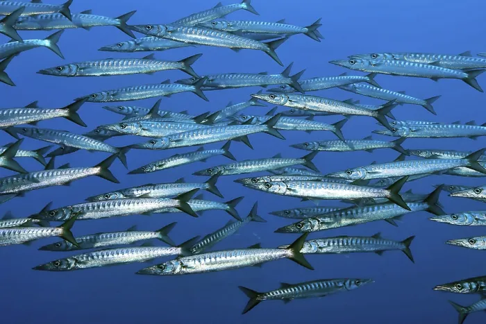 Framed Print : School Shoal of European Barracuda Mediterranean Barracuda (Sphyraena sphyraena)