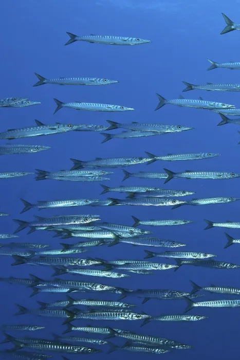 Framed Print : School Shoal of European Barracuda Mediterranean Barracuda (Sphyraena sphyraena)