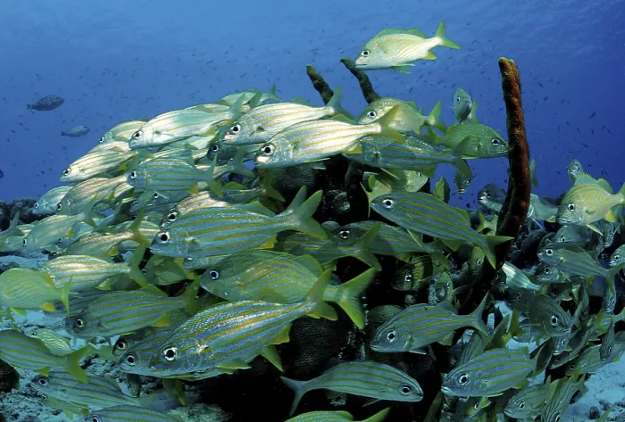 Framed Print : School of Smallmouth grunts (Haemulon chrysargyreum)