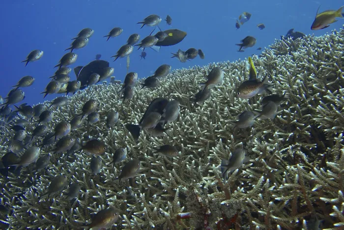 Framed Print : School of Ternate Swallowtails (Chromis ternatensis) over a coral reef in the blue ocean