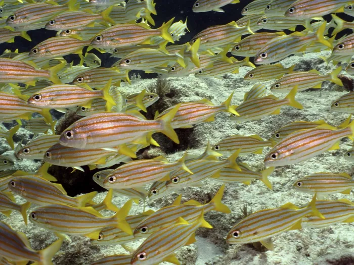 Framed Print : A school of yellow fish with stripes Framed Print : A school of yellow fish with stripes