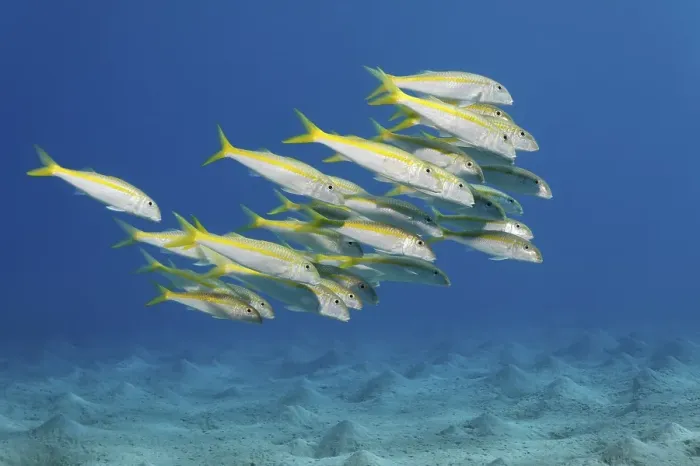 Framed Print : School of Yellow Goatfish (Mulloidichthys vanicolensis) Framed Print : School of Yellow Goatfish (Mulloidichthys vanicolensis)