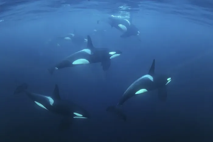 Framed Print : Schools with killer whales (Orcinus orca)