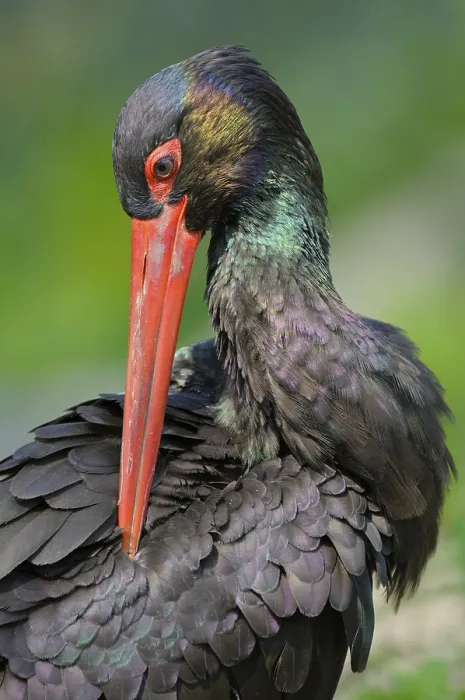 Framed Print : Schwarzstorch (Ciconia nigra), Black Storck