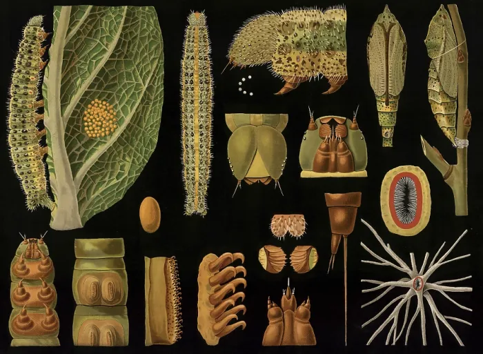Framed Print : Scientific illustration with details