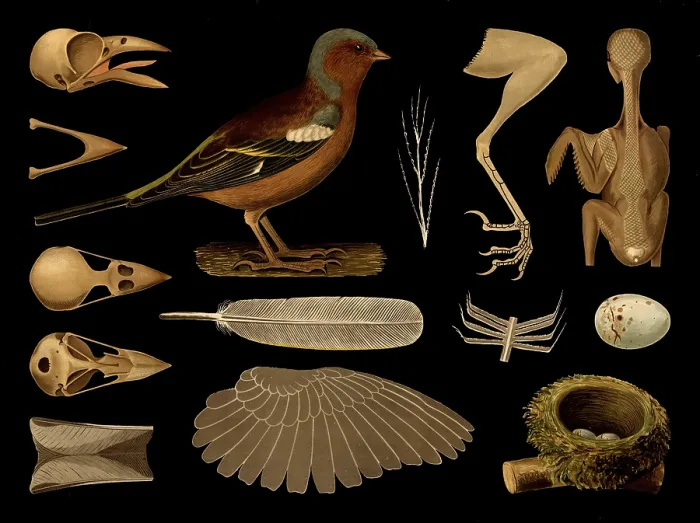 Framed Print : Scientific illustration with details