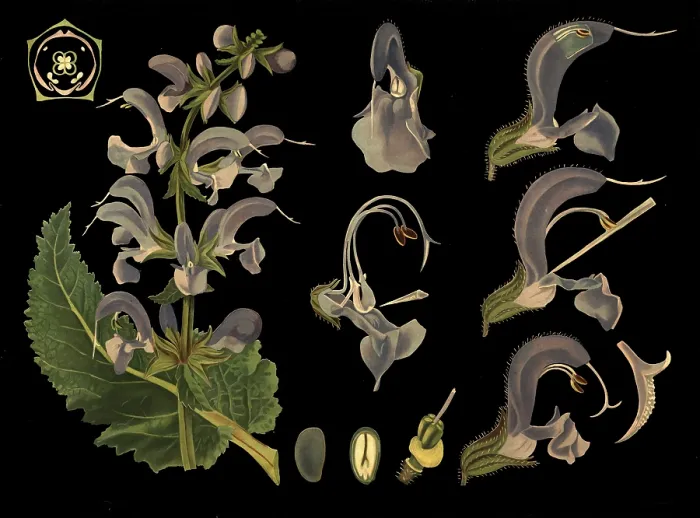 Framed Print : Scientific illustration with details Framed Print : Scientific illustration with details