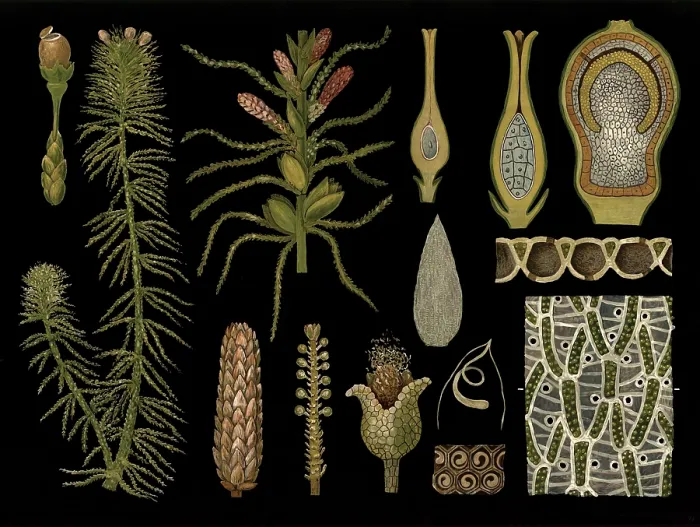 Framed Print : Scientific illustration with details Framed Print : Scientific illustration with details