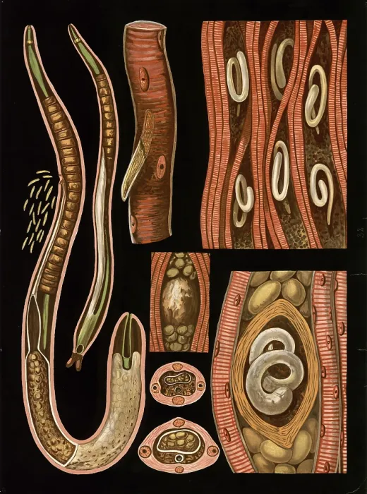 Framed Print : Scientific illustration with details