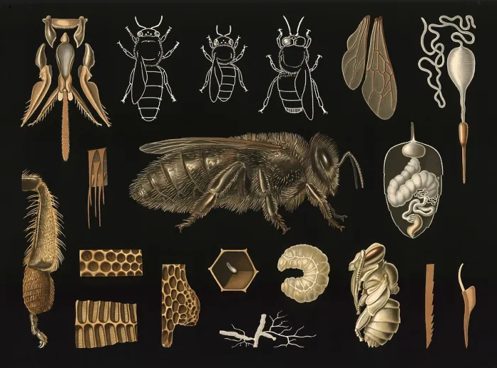 Framed Print : Scientific illustration with details