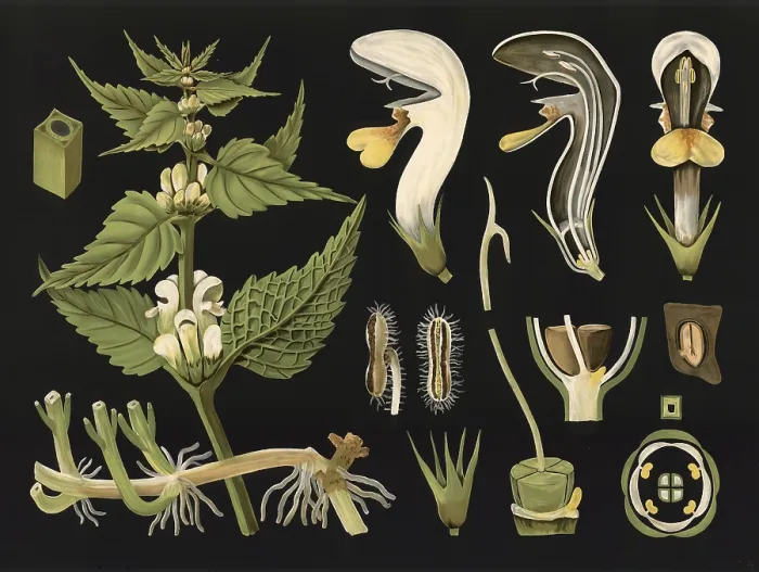 Framed Print : Scientific illustration with details Framed Print : Scientific illustration with details