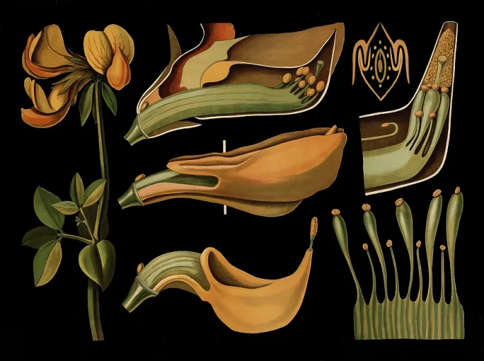 Framed Print : Scientific illustration with details Framed Print : Scientific illustration with details