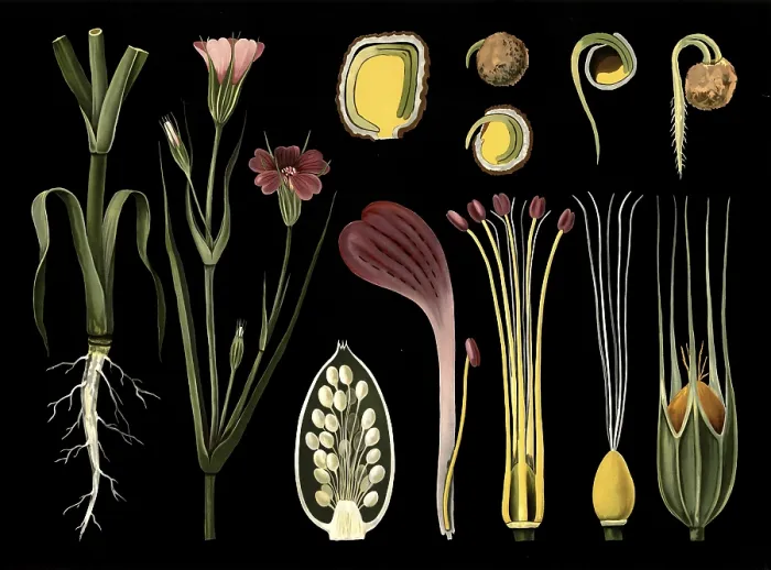 Framed Print : Scientific illustration with details Framed Print : Scientific illustration with details
