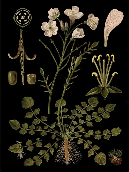 Framed Print : Scientific illustration with details Framed Print : Scientific illustration with details