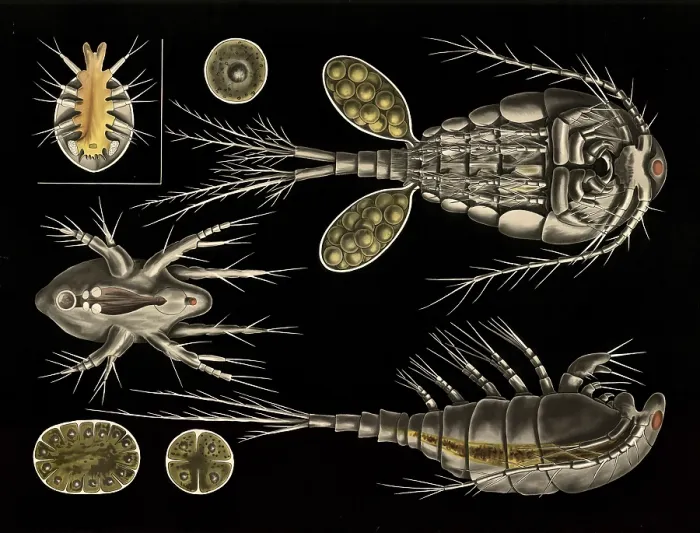 Framed Print : Scientific illustration with details Framed Print : Scientific illustration with details