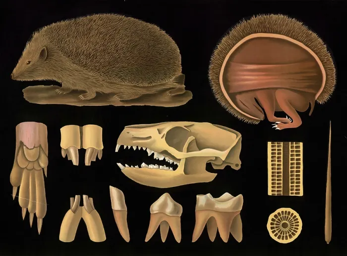 Framed Print : Scientific illustration with details