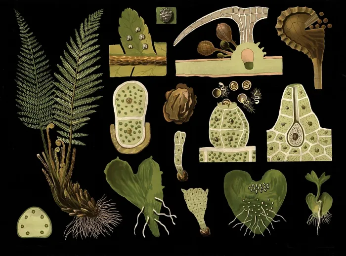 Framed Print : Scientific illustration with details