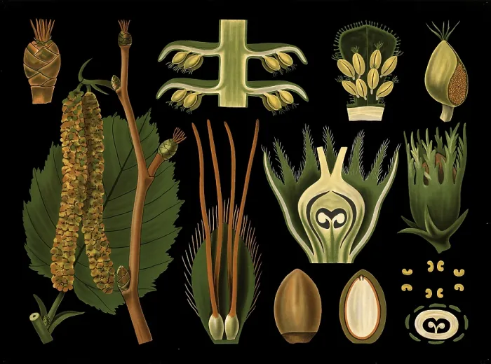 Framed Print : Scientific illustration with details