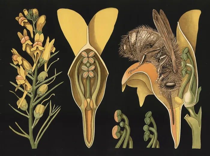 Framed Print : Scientific illustration with details