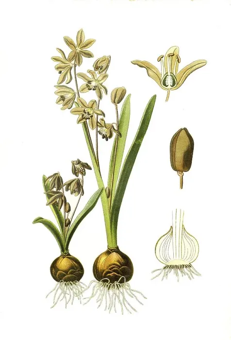 Framed Print : Scilla sibirica, Siberian squill