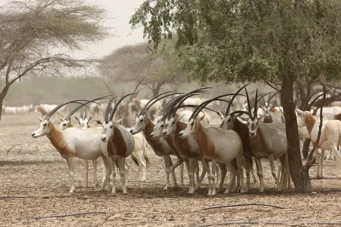Framed Print : Scimitar-horned Oryx, (Oryx dammah)