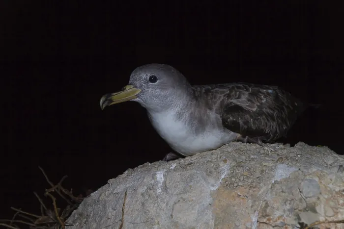 Framed Print : Scopoli's Shearwater (Calonectris diomedea) perched on a rock Framed Print : Scopoli's Shearwater (Calonectris diomedea) perched on a rock