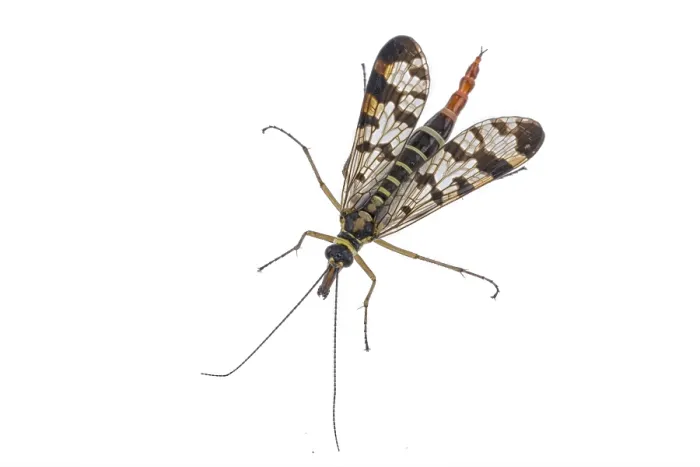 Framed Print : Scorpion fly from family Panorpidae on white background Framed Print : Scorpion fly from family Panorpidae on white background