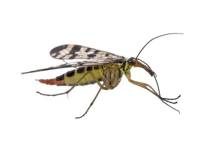 Framed Print : Scorpion fly from family Panorpidae on white background
