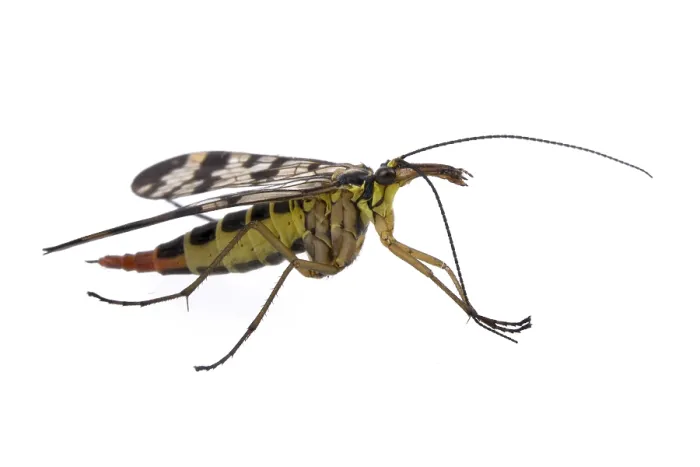 Framed Print : Scorpion fly from family Panorpidae on white background
